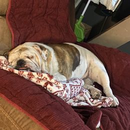 Maci - Bulldog