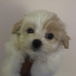 Valentino - White male Maltipoo puppy in Long Island, New York from Minipaws kennel