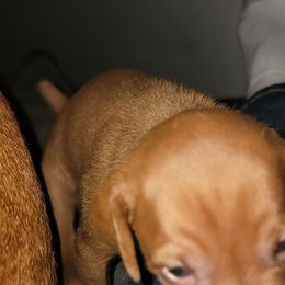 Boy 2 - Golden rust male Vizsla puppy in Springfield, Ohio from Amy's Vizslas