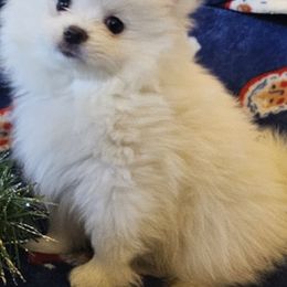 Mickey - Pomeranian puppy from Puppy Love Heaven