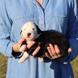 Willow - Gray and white female Old English Sheepdog puppy in Cleveland, Tennessee from Narrow Path Old English & Sheepadoodles