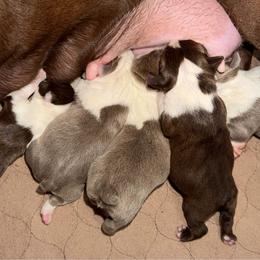 Frankie - Lilac female Boston Terrier puppy in Charlotte, Michigan from Blue Diamond Danes