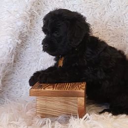 Goldendoodles from Curlytail Doodles