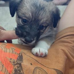 Pork Chop - male Corgipoo puppy in Ellensburg, Washington from Dawn to Dusk Cockapoos