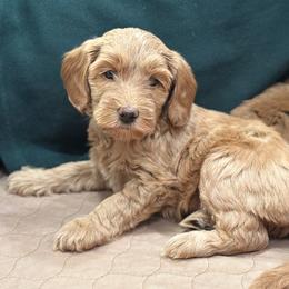 Australian Labradoodle Puppies from High Desert Labradoodles