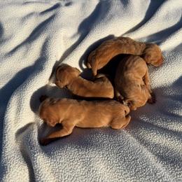 Boy 4 - Golden rust male Vizsla puppy in Albany, Texas from Big Country Kennels
