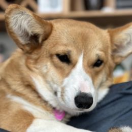 Kinley - Pembroke Welsh Corgi