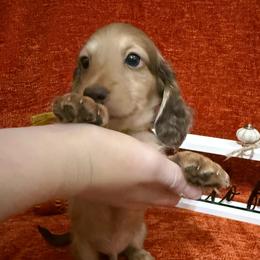 Yellow - Cream male Dachshund puppy in Canton, Texas from Bonnie and Clyde Dachshunds
