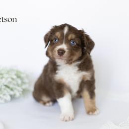 Stetson - Red tri male Miniature Australian Shepherd puppy in Wooster, Ohio from Kari's Mini Aussies