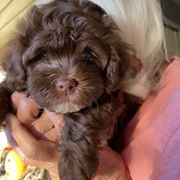 Havanese Puppies from HavToHavaHavi