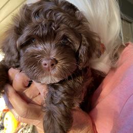 Havanese Puppies from HavToHavaHavi