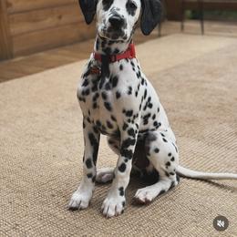 Dalmatian Puppies from RockADal Farm