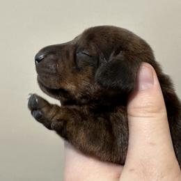 Brindle - Brindle male Dachshund puppy in Crystal, Michigan from Mare-Bella Smoothcoat Edition