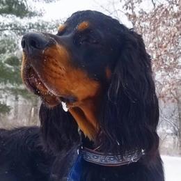 American Bulldogs and Gordon Setters from Nobilis Kennels