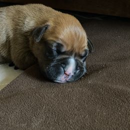 Boxer Puppies from Fineview Boxers