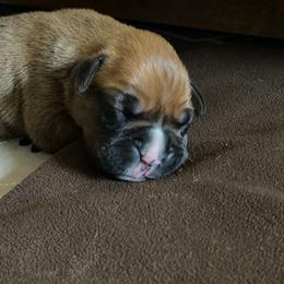 Boxer Puppies from Fineview Boxers