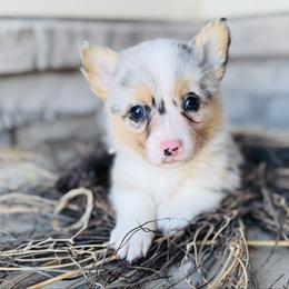 Gravy-Tan collar - Blue merle and white male American Corgi puppy in Benjamin, Utah from Nuna’s  Corgis
