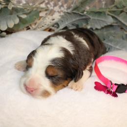 Pink - Merle female Bernedoodle puppy in Mississippi from Ewing Acres