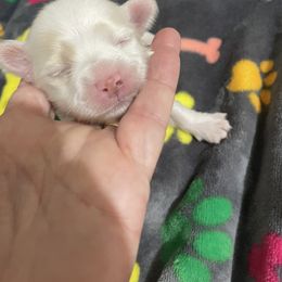 Boy 1 - male Havanese puppy in Falkville, Alabama from Nanas Havanese