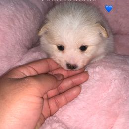 Pomeranian Puppies from Lovely Poms - Houston Pomeranians