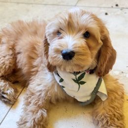 Lily - Gold female Australian Labradoodle puppy in Redding, California from Hope Lane Kennels