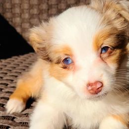 Toy Australian Shepherds from Wittle Wiggles Aussies
