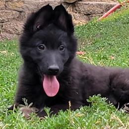 Girl 3 Purple collar - Black female Belgian Sheepdog puppy in Green Bluff, Washington from Clawson Belgians