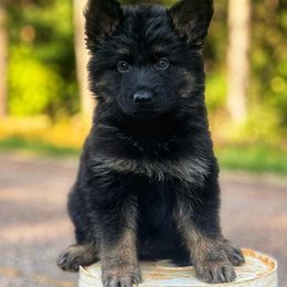 Bi-Color - Bi-color male German Shepherd puppy in Pickens, South Carolina from Von Maqqedah Haus German Shepherds
