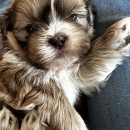 Shih Tzu Puppies from Meihem Pups