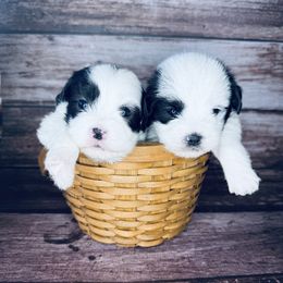 Granite - Black and white female Mal-Shi puppy in Tampa Bay, Florida from Woodpecker Ridge Pups