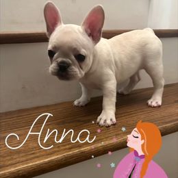 Anna - Cream female French Bulldog puppy in Eupora, Mississippi from Maci Card