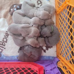 Weimaraner Puppies from Alpha Weims by The Mattas Kennel