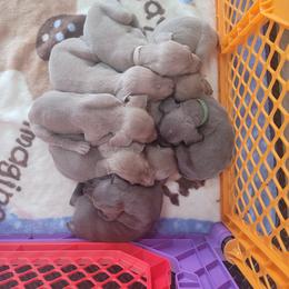 Weimaraner Puppies from Alpha Weims by The Mattas Kennel