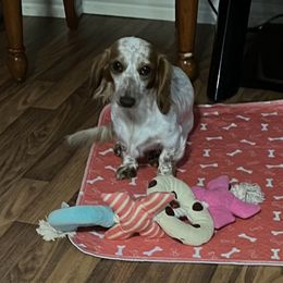 Brandy - Dachshund