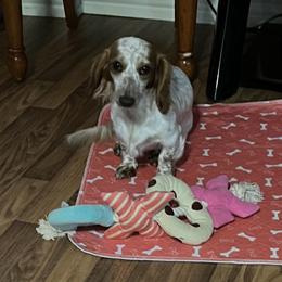 Brandy - Dachshund