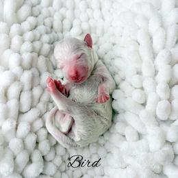 Bird - Parti female Goldendoodle puppy in from Pink Poodles and Doodles