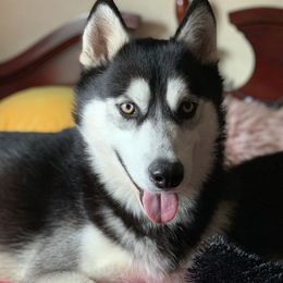 Max - Siberian Husky