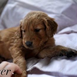 Bernedoodle and Golden Retriever Puppies from Golden Light Puppies