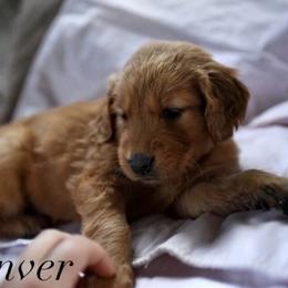 Bernedoodle and Golden Retriever Puppies from Golden Light Puppies
