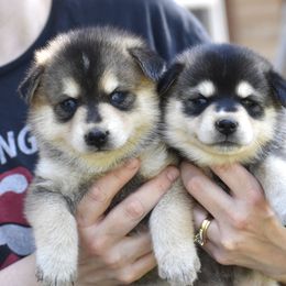 Pomsky and Siberian Husky Puppies from Blacktail Mountain Pomskies