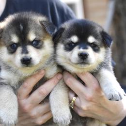 Pomsky and Siberian Husky Puppies from Blacktail Mountain Pomskies
