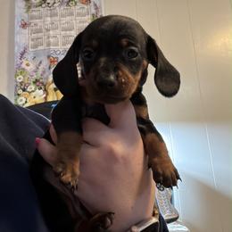 Bones - Black and tan male Dachshund puppy in Athens, Texas from County Road Puppies