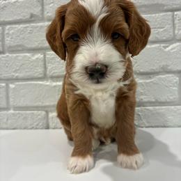 Blue Boy - Apricot male Goldendoodle puppy in Thomasville, Georgia from South Georgia Golden Doodle Ranch LLC