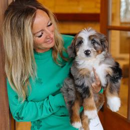 Gizmo - Merle male Bernedoodle puppy in Yuba City, California from Ranch House Doodles