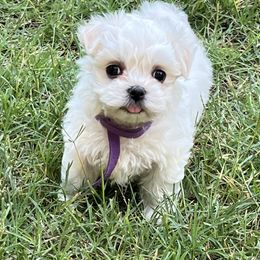 Maltese puppies from 4R Aussies & Tiny Paws