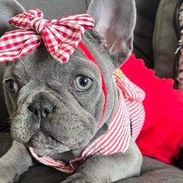 French Bulldogs and Poodles from FreshestFrenchies