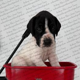 Celeste - Black female Great Dane puppy in Granbury, Texas from Anderson Blau’s Great Danes
