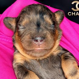 Chanel - Merle female Cavapoo puppy in Cameron, South Carolina from Sassy Sailor & Company