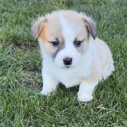Tiny Tim - White and fawn male Pembroke Welsh Corgi puppy in Keizer, Oregon from Grit Phillips