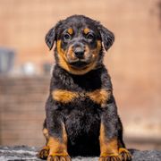 Yellow Girl - Black and rust female Beauceron puppy in Henderson, Nevada from Joie de Vie Beaucerons